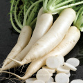 2021 New Season Vegetable Wholesale Hot Sale Chinese Fresh Big White Radish